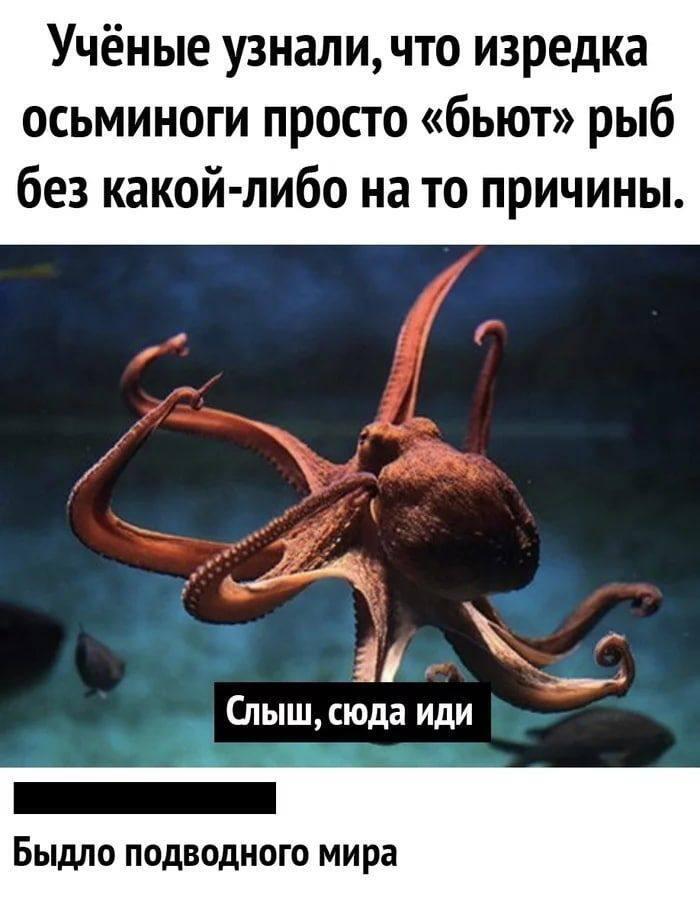 Значит, моя училка - осьминог