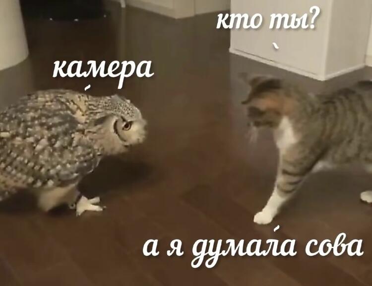 Мем от timacat2 в С.С.К.Р.