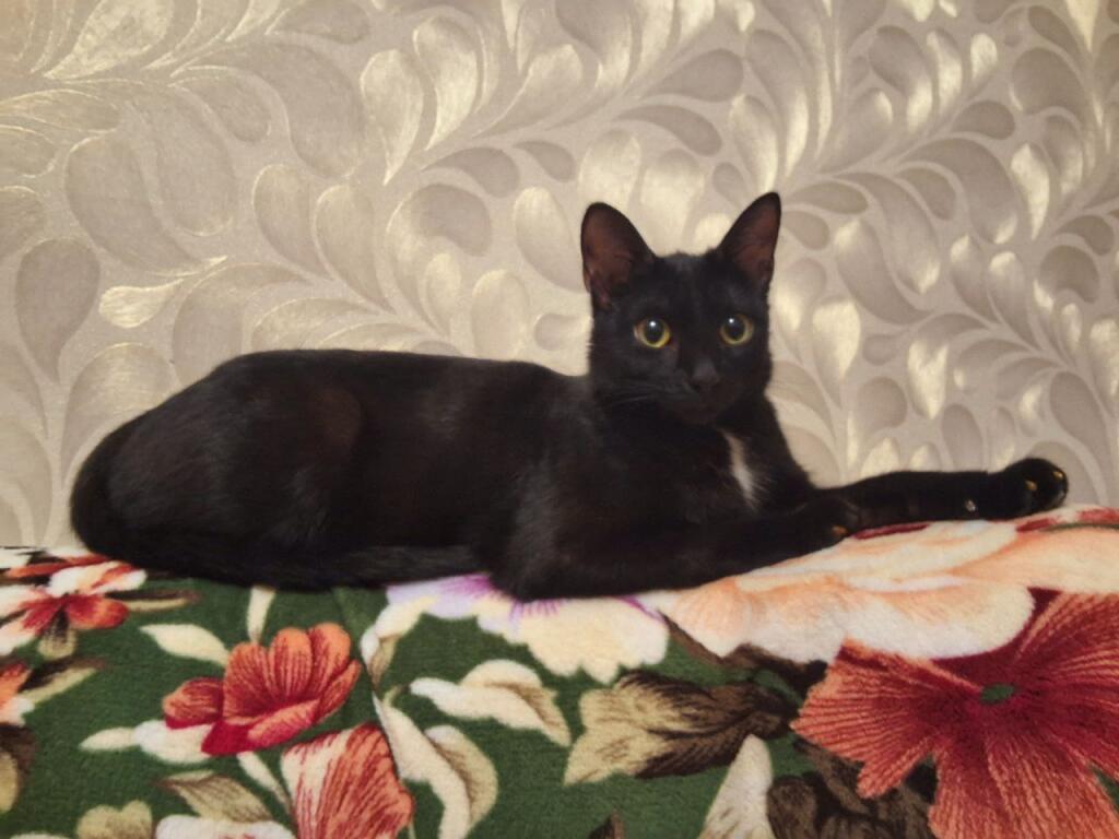 Кощька