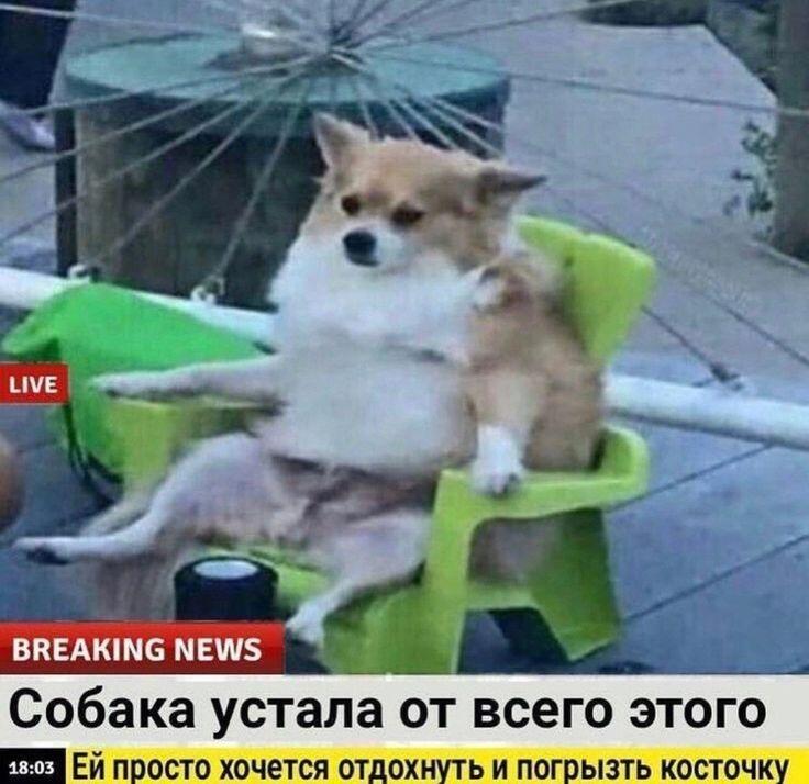 Я хочу быть этой собакой