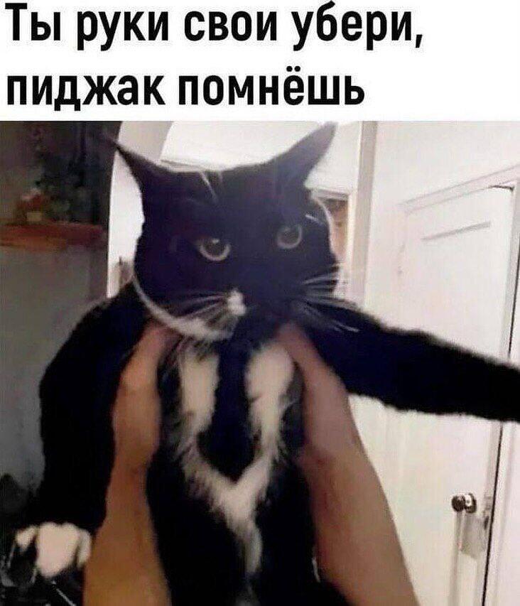 Пиджачный кот?