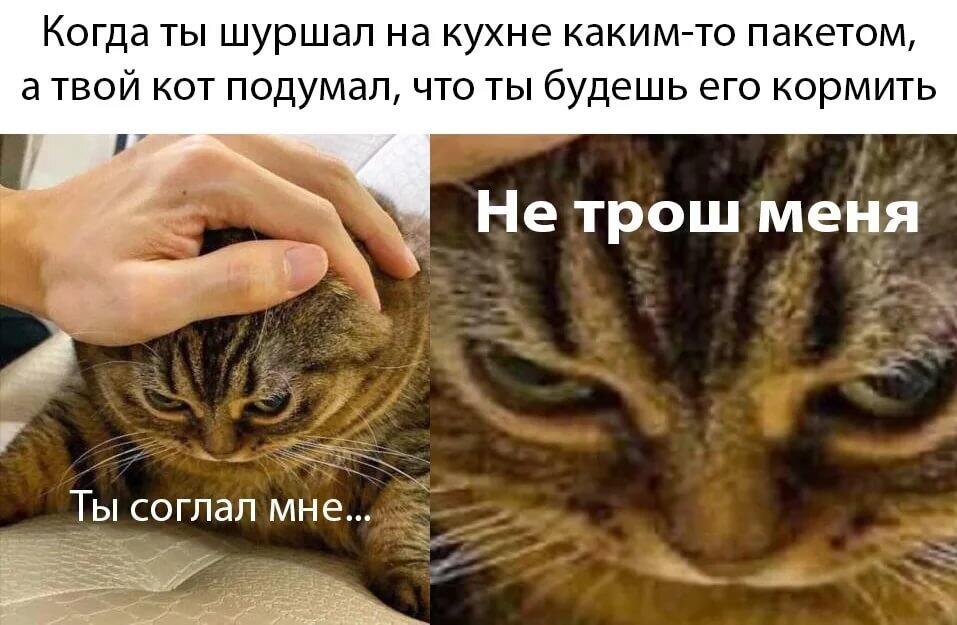 Мем от bendy cat