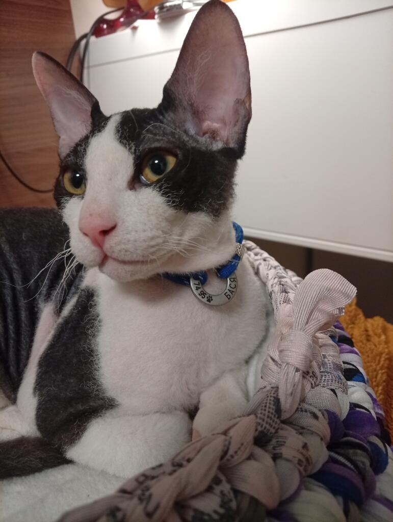 Йэнто мой коть)