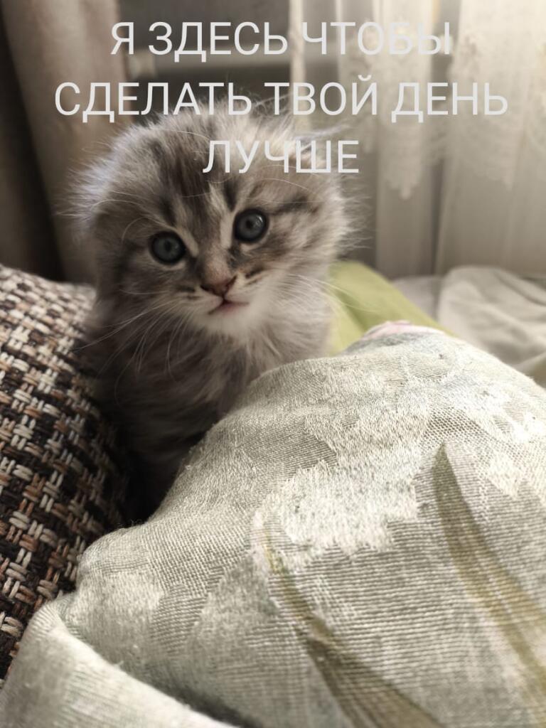 Мем от Srego