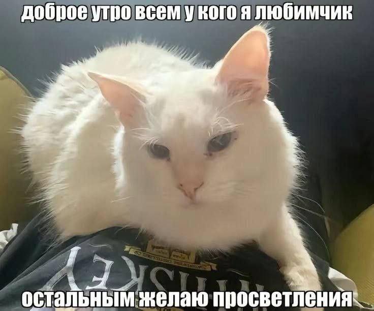 Мем от Forvil🔧