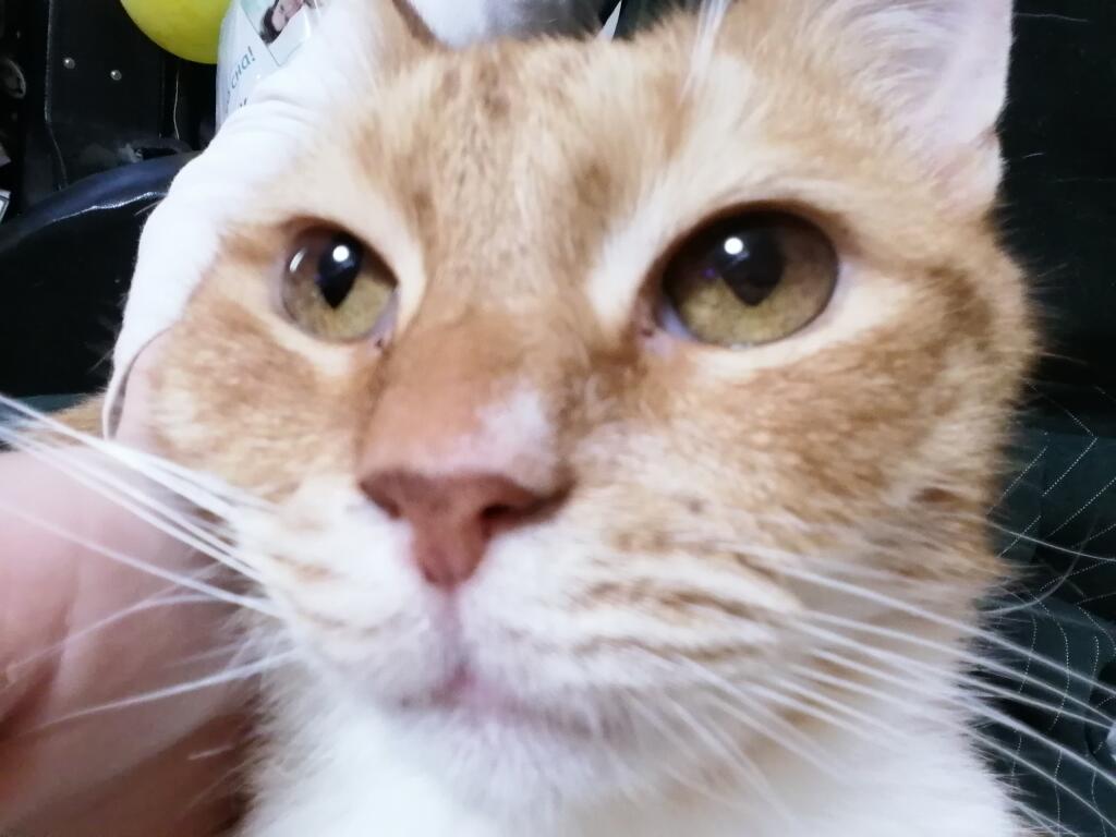 Немного моего кота 😅