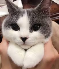 МНОГО КОТИКОВ