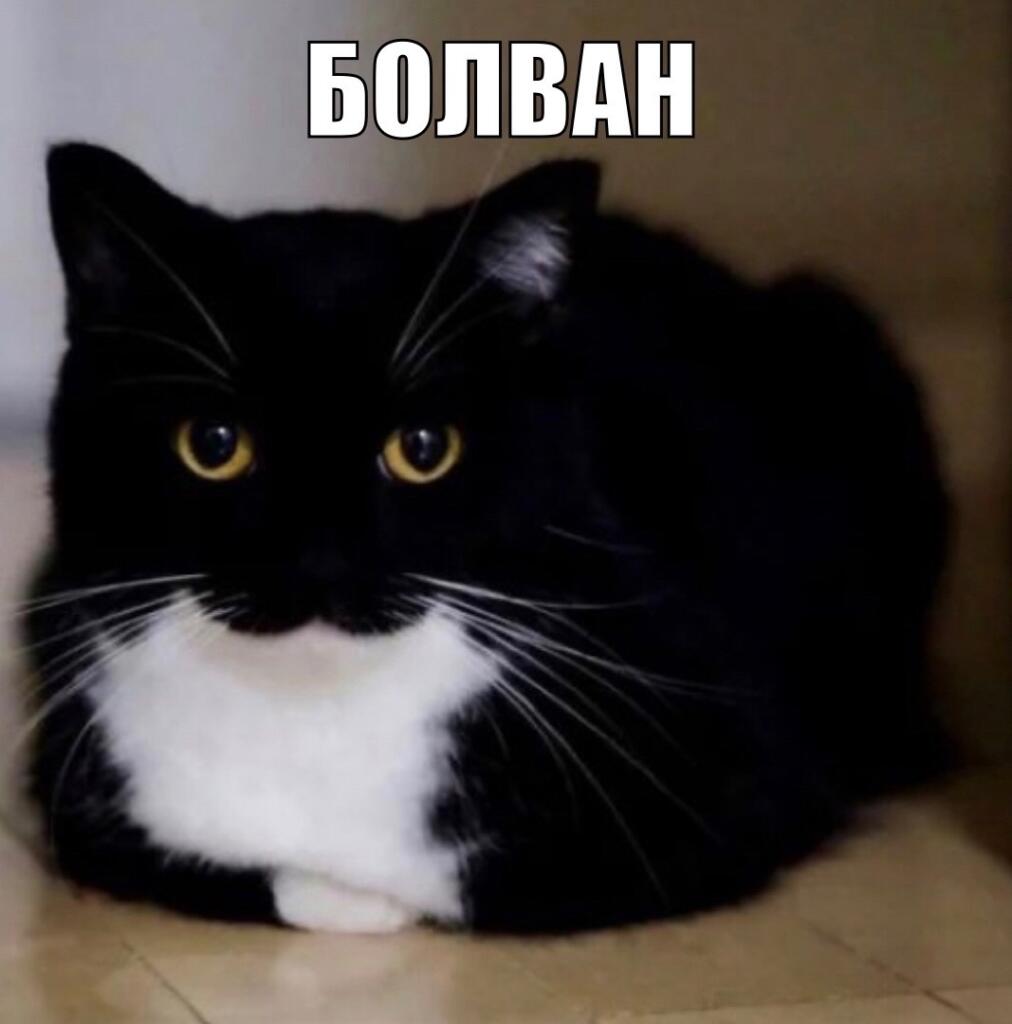 Мем от Мф Дуб