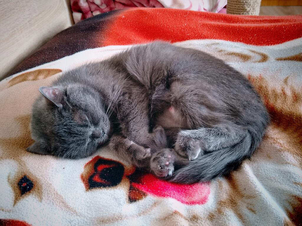 Короче говоря, вот вам ещё фото моей Симы