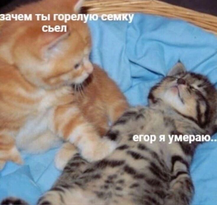 Мем от Фантоккио Великий