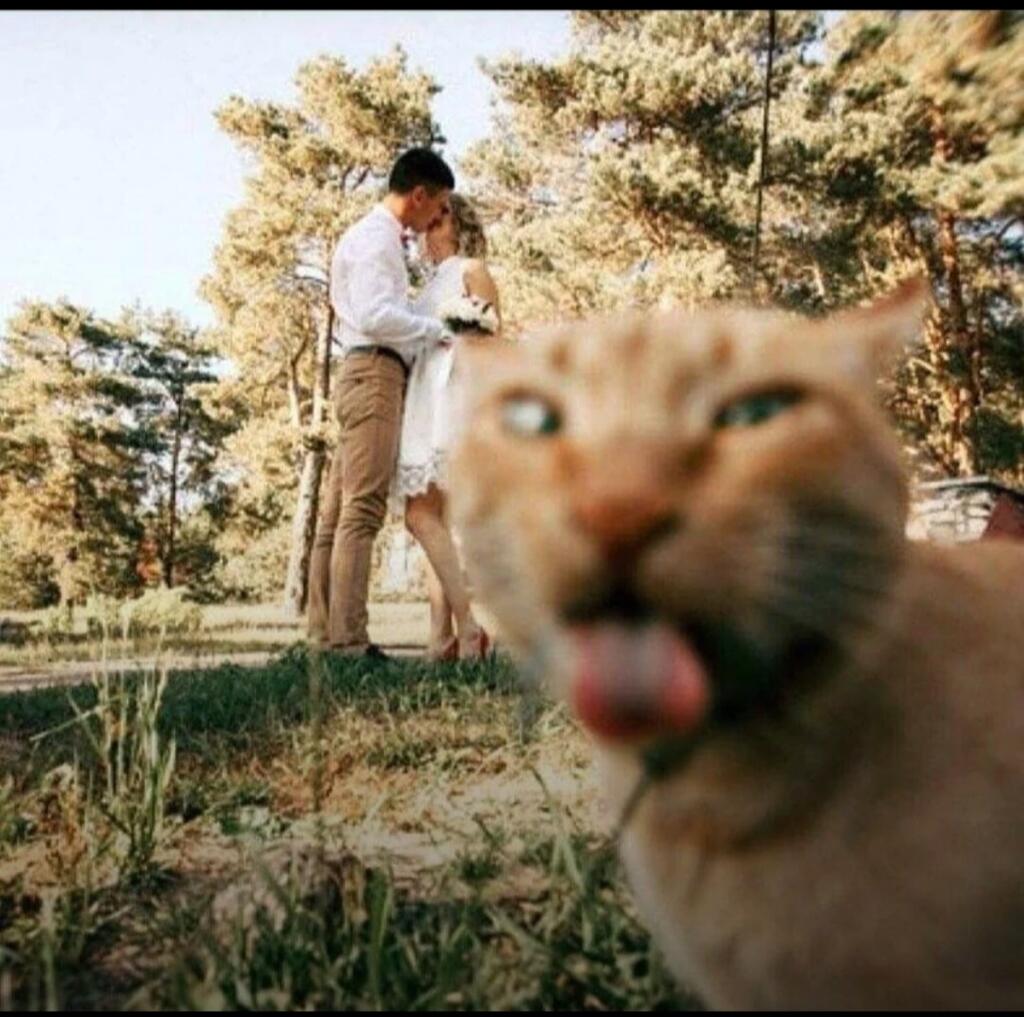 Любовь, любовь!