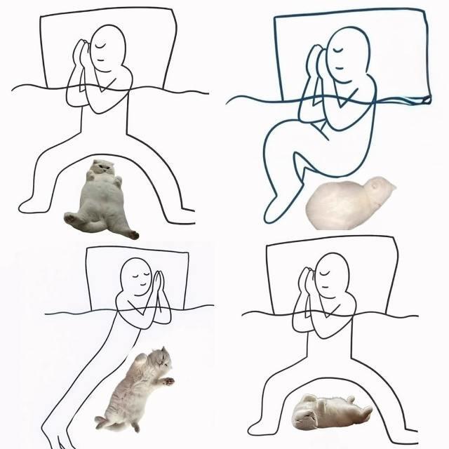Топ идеальных поз для сна, если вы кошатник: