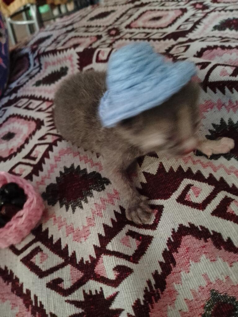 Котек