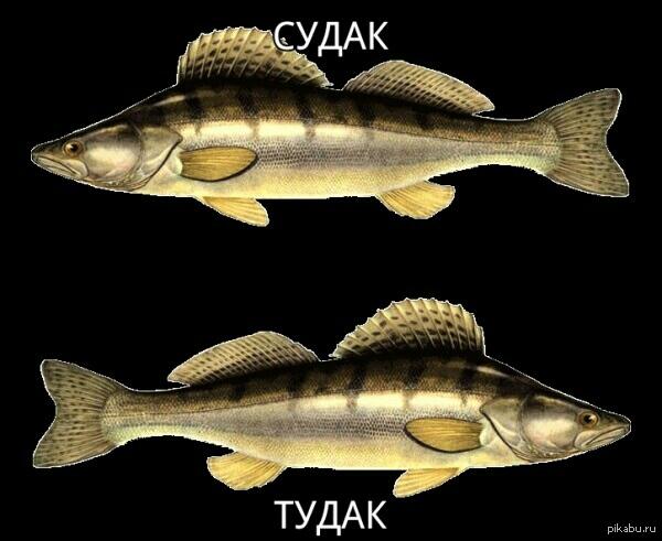 Знаете я очень хорошо знаю рыб