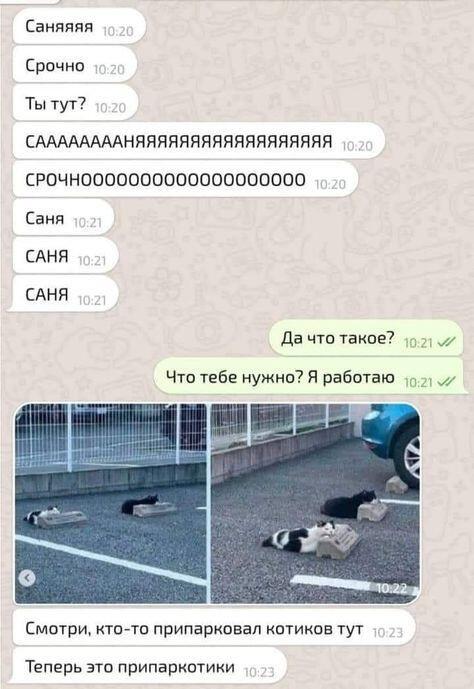 Мем от Meow meow