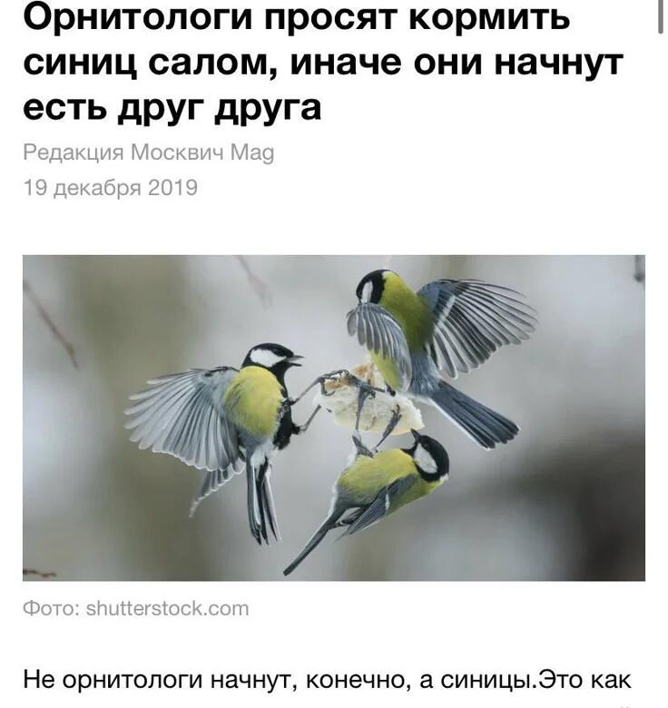 Кормите синиц и учёных