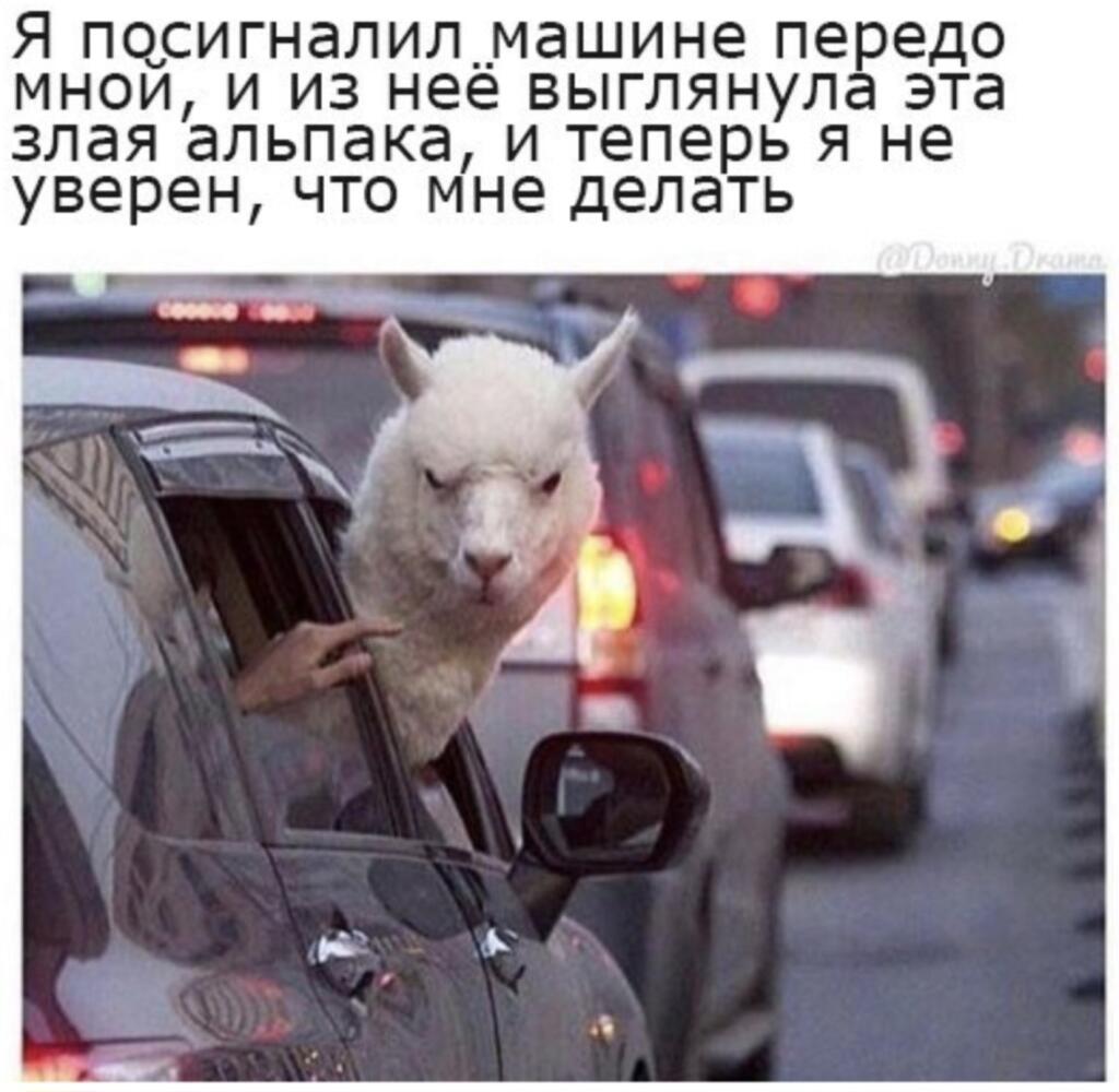 Мемы по альпакам ꈍᴗꈍ
