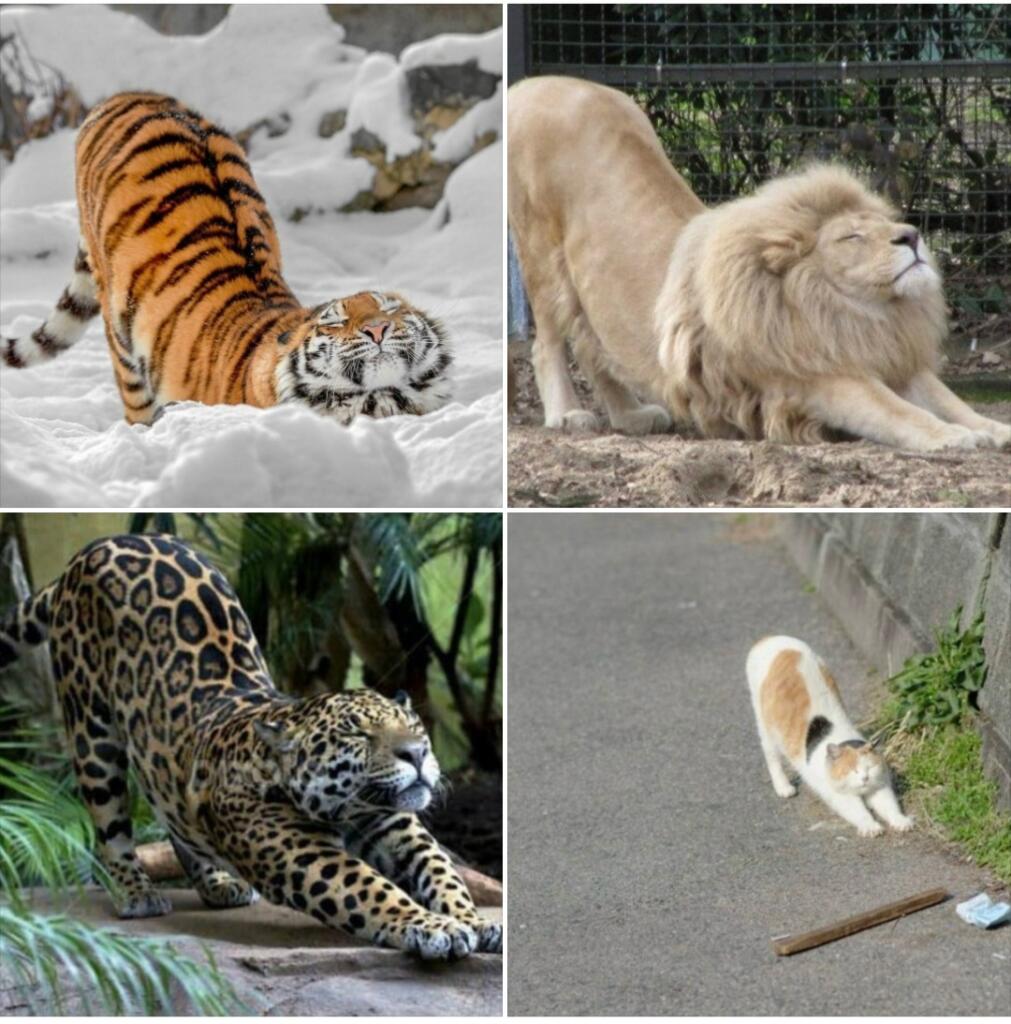Кошачьи потягушки