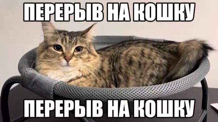 Перерыв на кошку