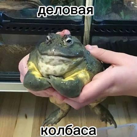 Самая деловая жаба