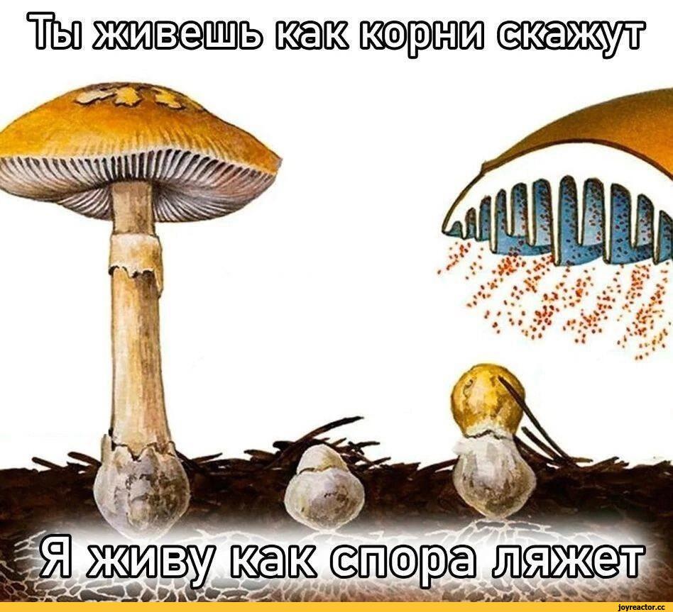 микологично :Р