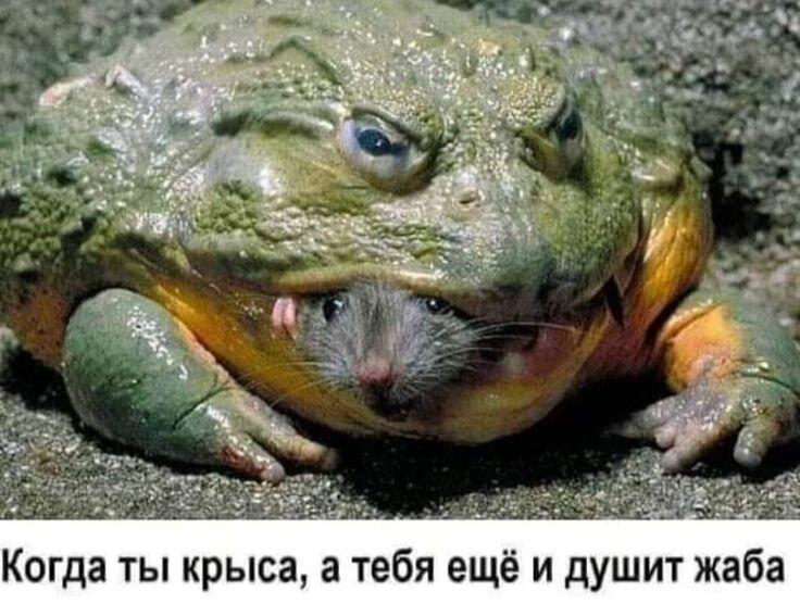 Жизнь чювака нелегка