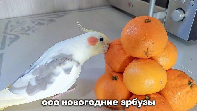 Мем от КоТеЙкА (где то спит)
