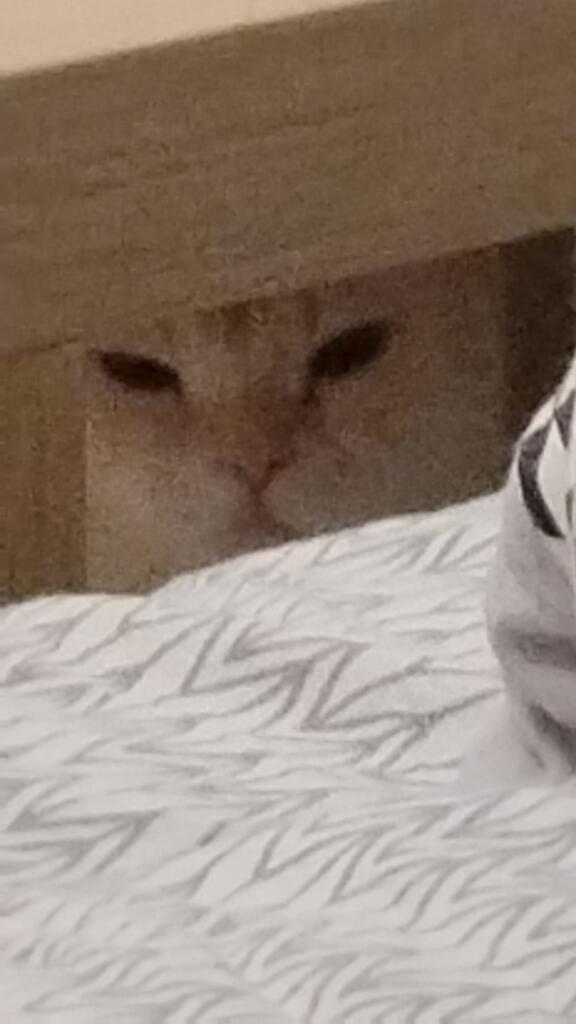 Это моя кошка, и я