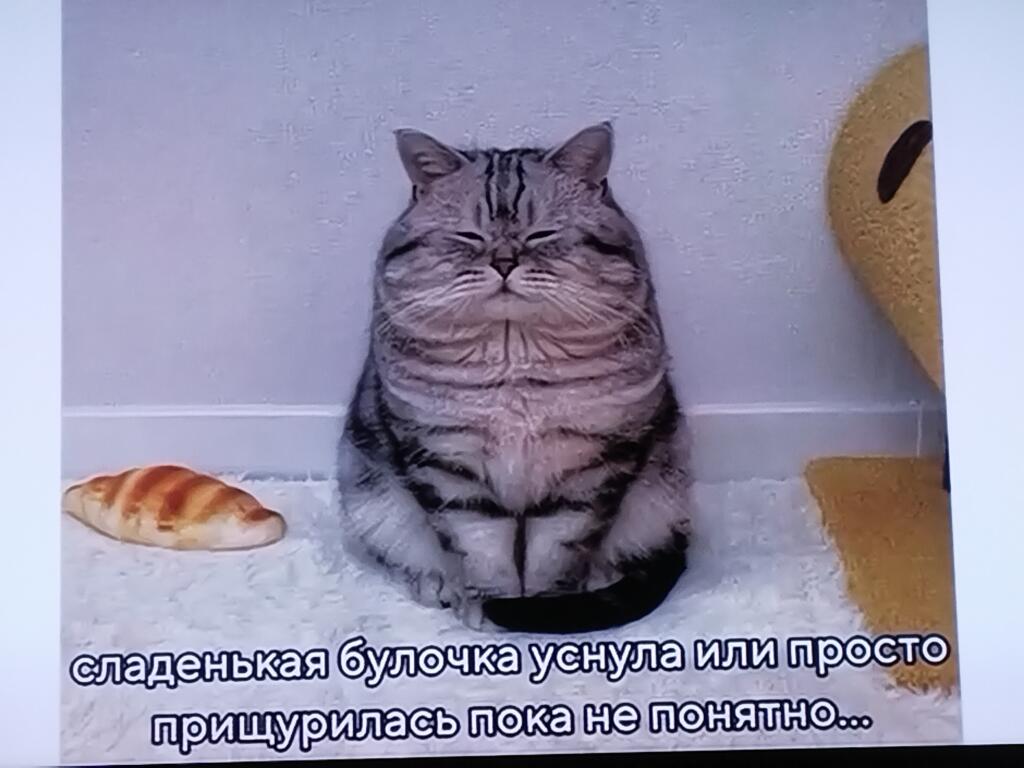 2-ой самый толстый кот в мире