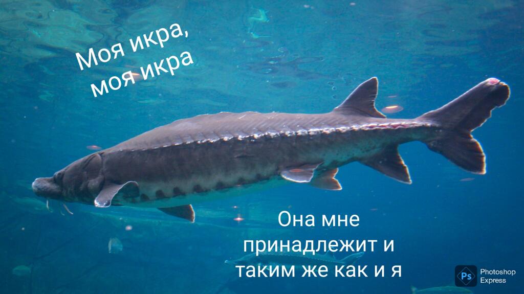 Если бы Баста был осетром