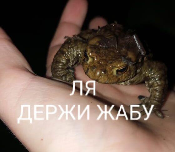 Ля держи жабу