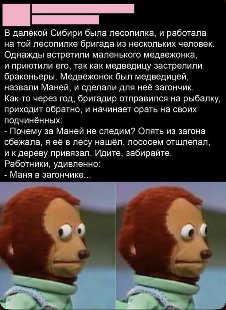 Представьте степень удивления рандомной медведицы