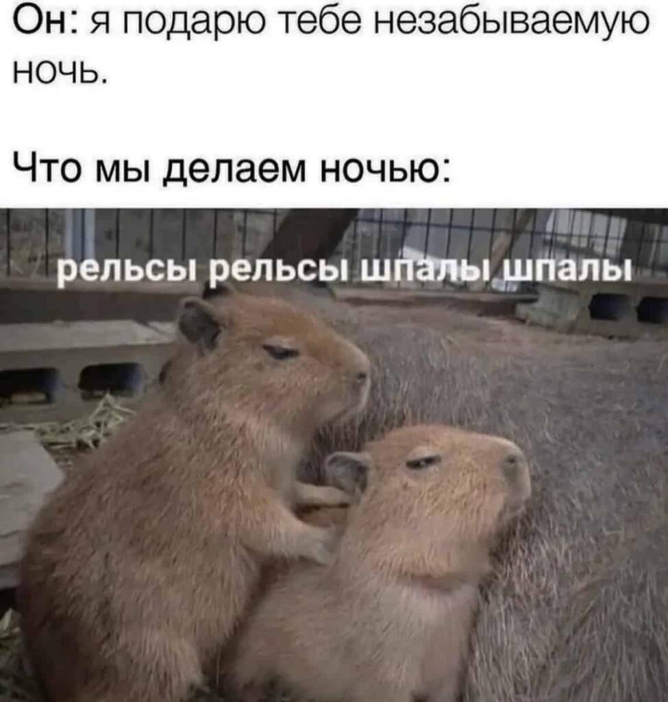 Капибара:>