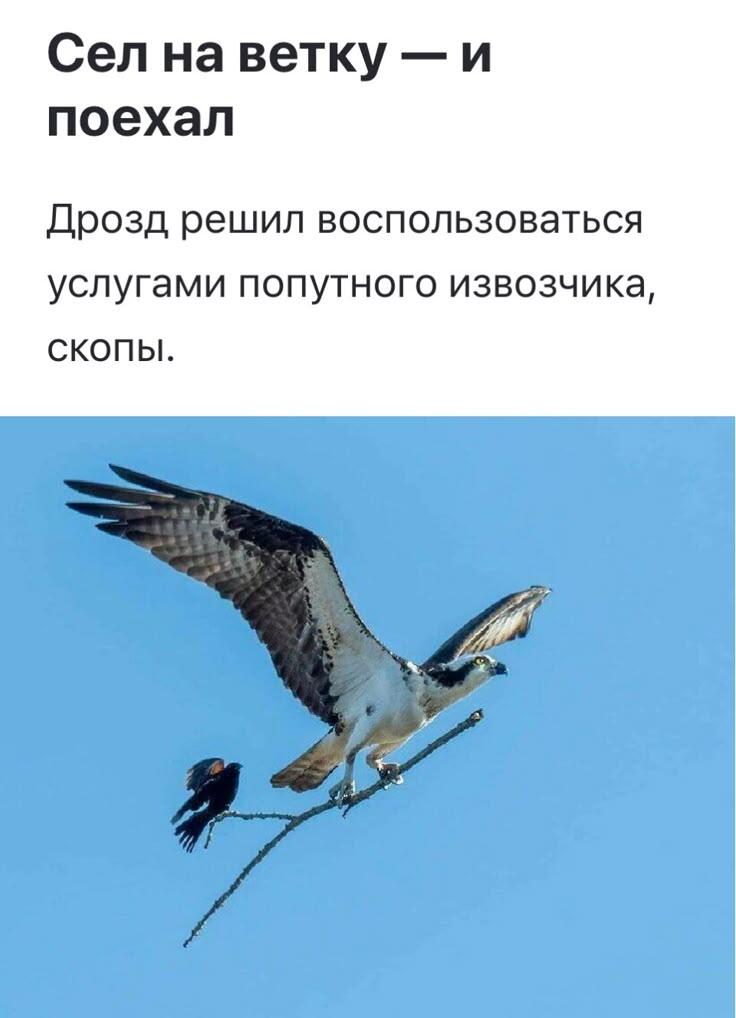 Мем от 🌸💥|цвяточный ад {ПЛМ}