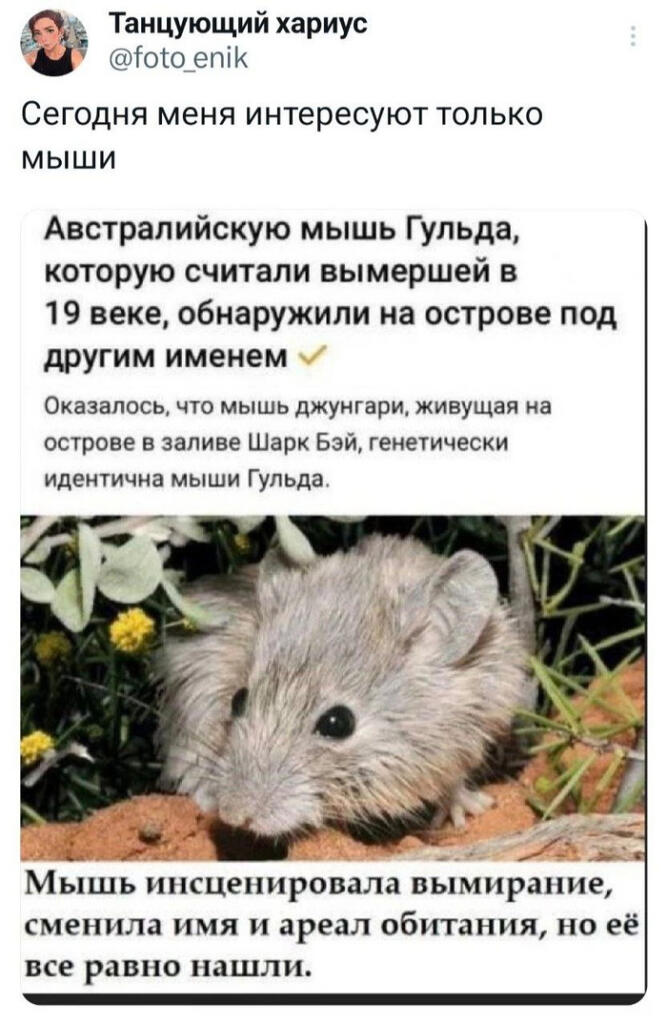 Мем от Фантоккио Великий