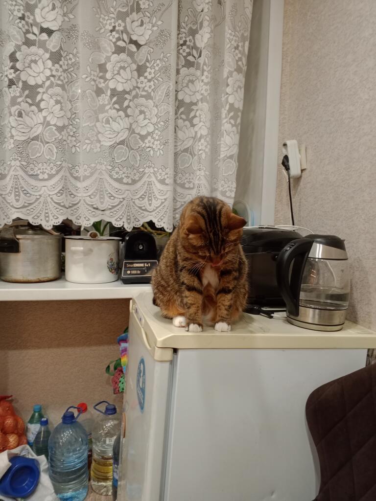Смотрите Котя!