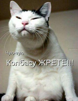Опять коты, и шаблон