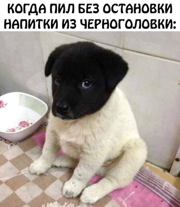 Мем от Mishutkaᐖ [ПЛМ]
