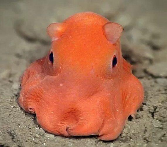 Grimpoteuthis или же в простонародье осьминог Дамбо - род пелагических перистых осьминогов (у них есть плавники-ушки). М