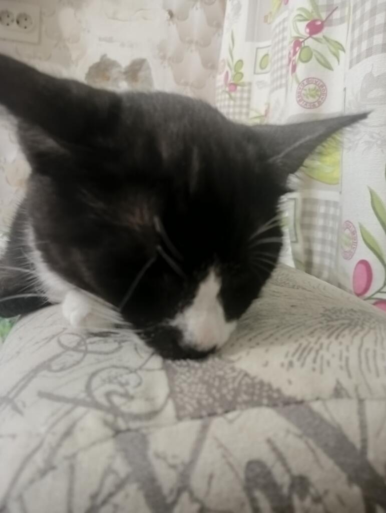 Котя спит