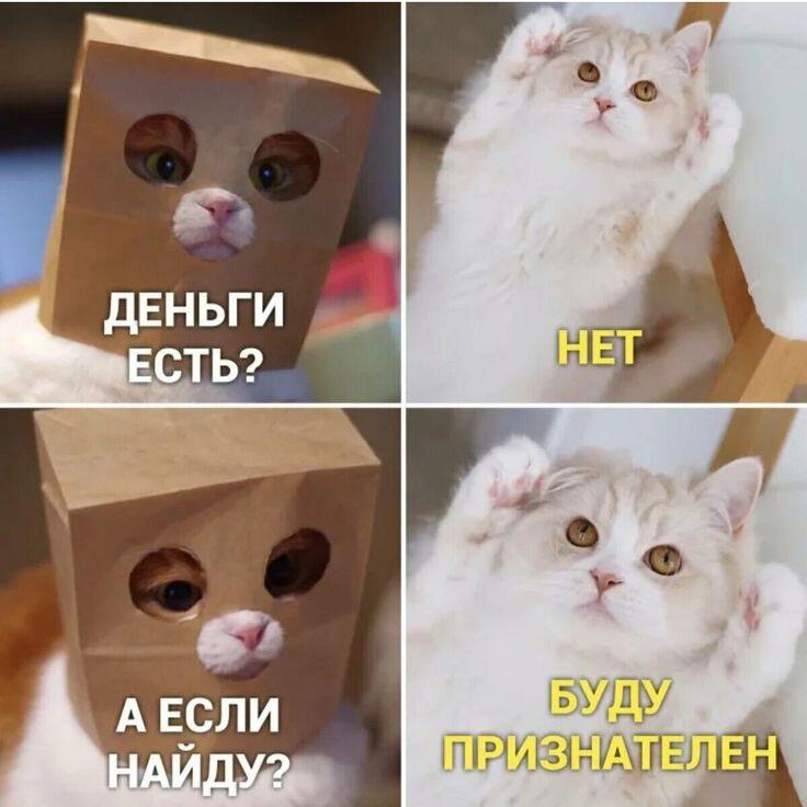 КОТИК