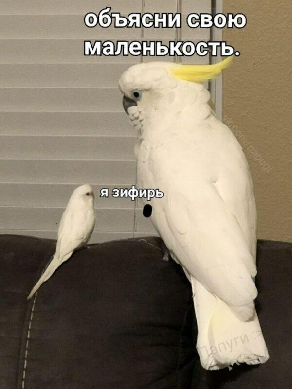 вы любите зефир :?