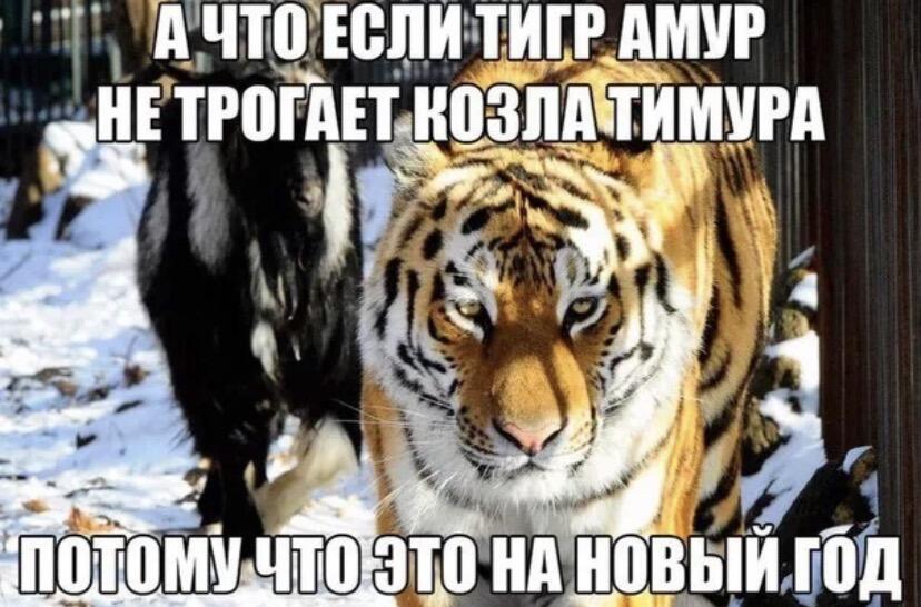 Я считаю что да