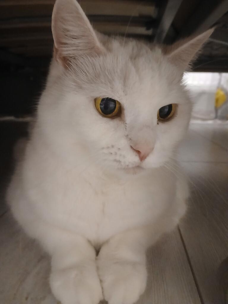 Моя кошка!