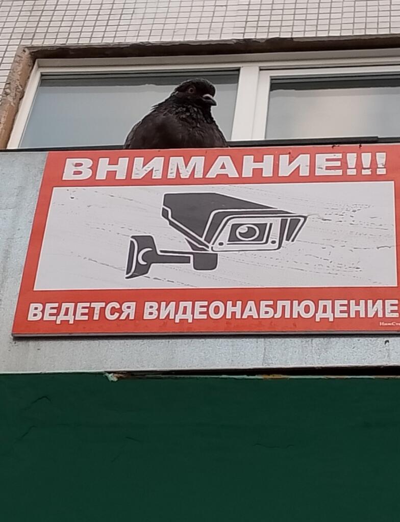 Мем от Сметана CHUP