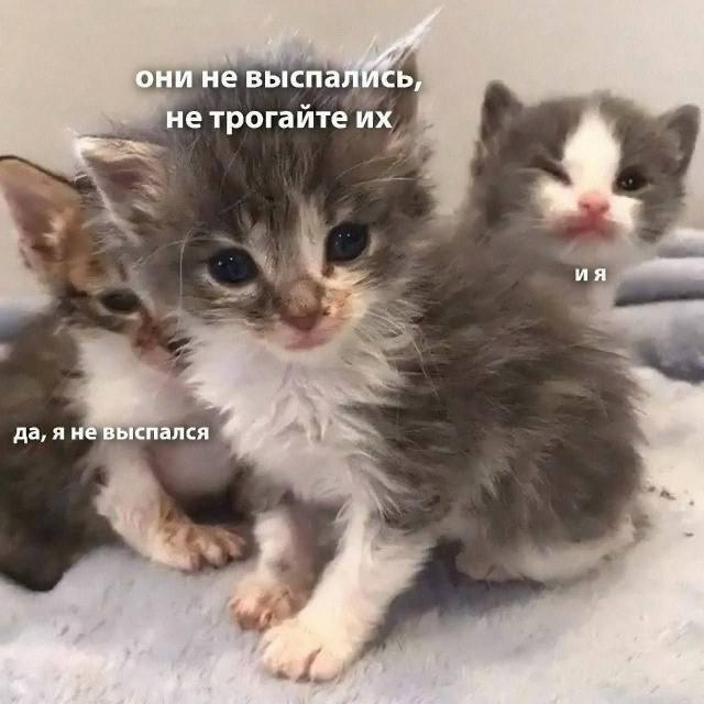 Мем от misfortune official