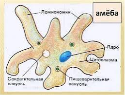 Я после 8 уроков: