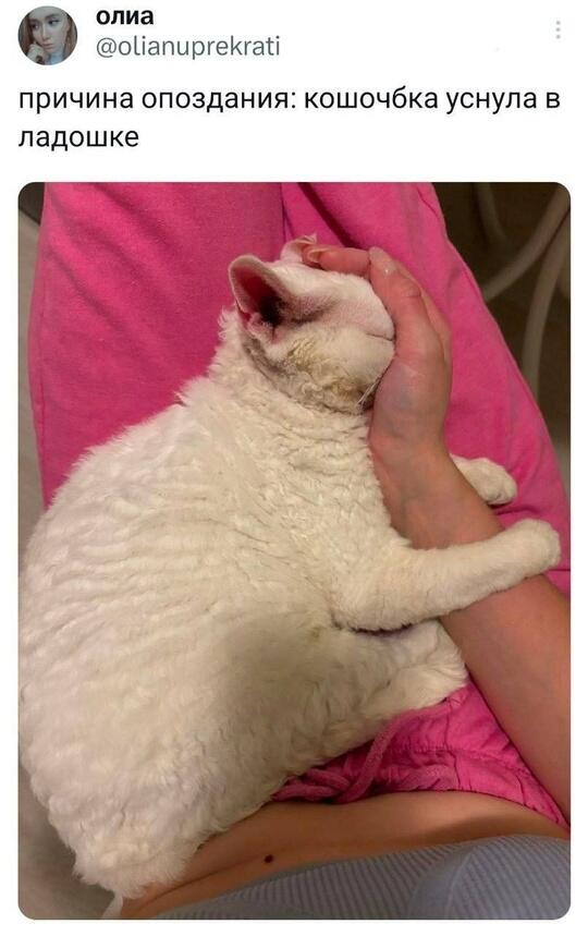Очень важная причина (кошочбка милая ❤❤❤)