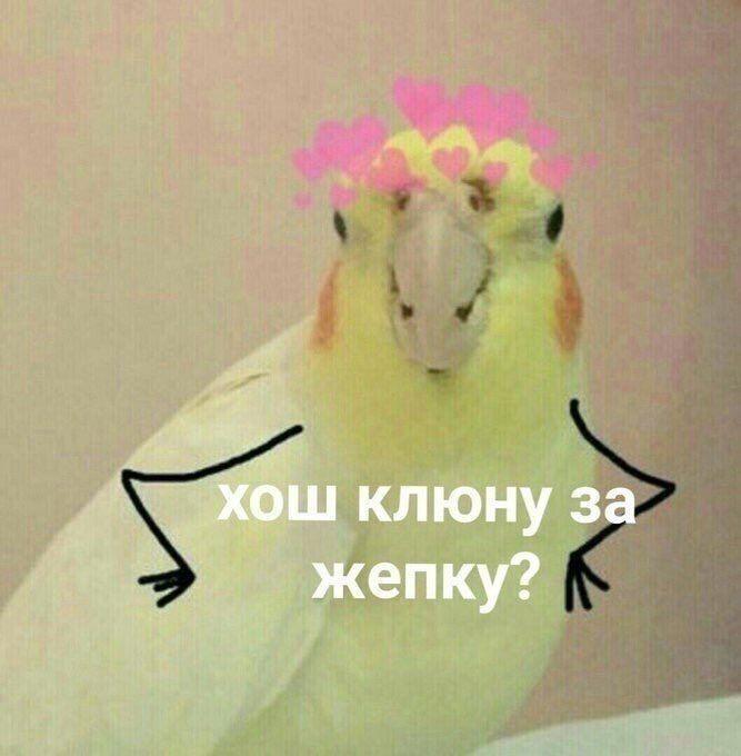 не гусь.