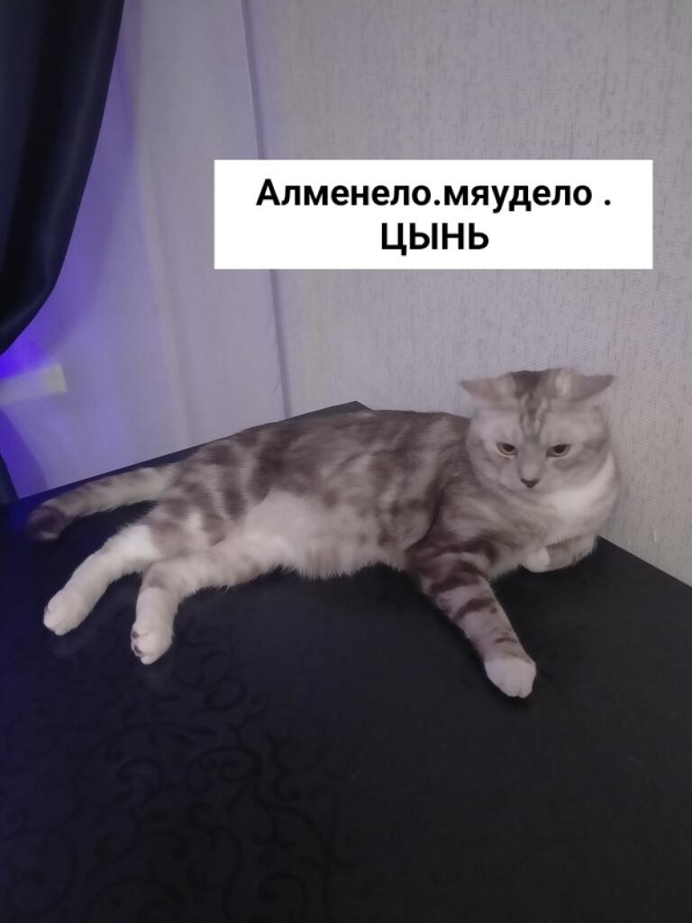 Мудрость  кота